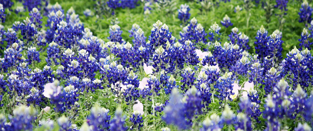 Hill Country bluebonnets