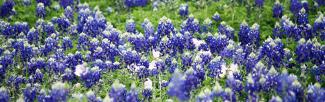 Hill country bluebonnets